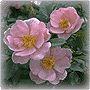 Rose Care